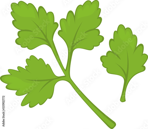 Parsley Herb Spice. Vector illustration