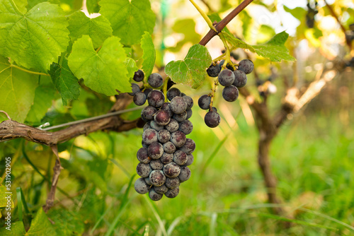 Close-up of vine plant with green leaves and dark blue ripening grape clusters lit by bright sun on blurred colorful bokeh background. 