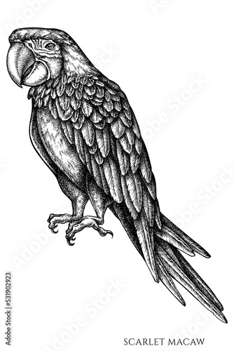 Tropical animals vintage vector illustrations collection. Black and white scarlet macaw.