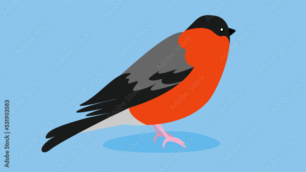 Obraz premium Bullfinch, side view, illustration, vector