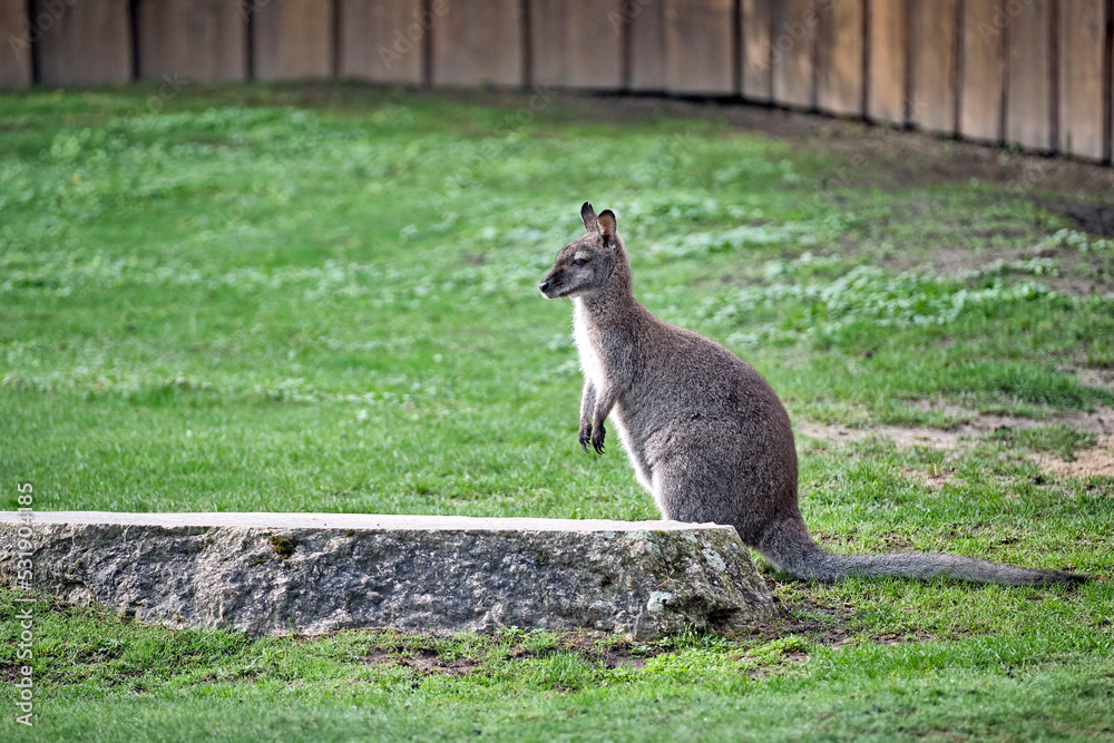 Fototapeta premium Östliches Bergkänguru ( Macropus robustus ).