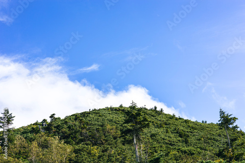 clouds over the forest