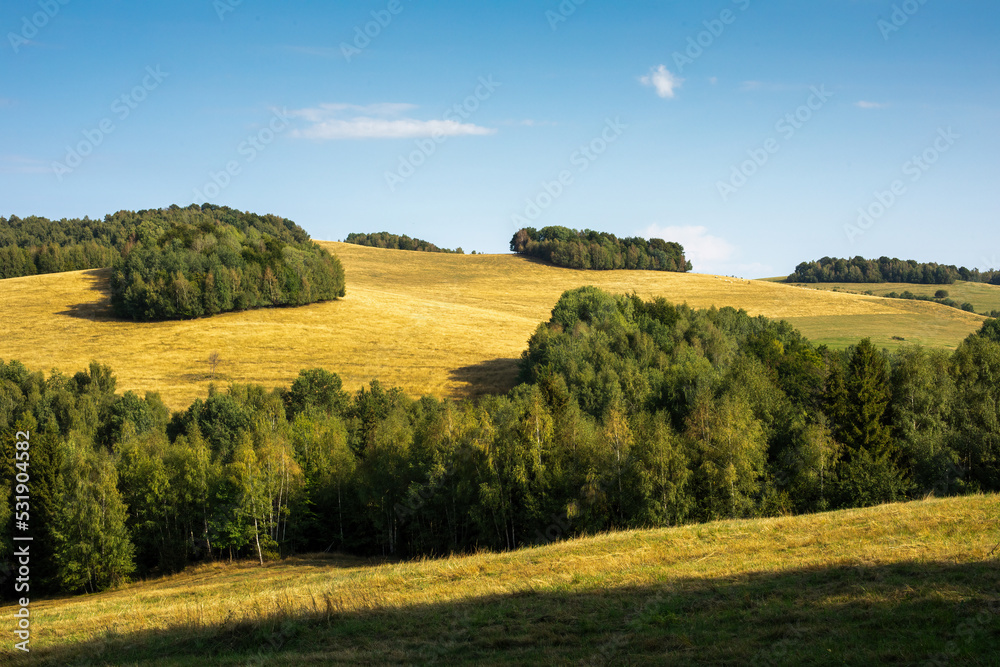 Rural landscape with green fields and forests.Summer season. Rural landscape with green fields and forests.Summer season.