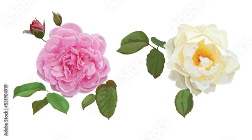 Roses flower pink and yellow color vector illstration