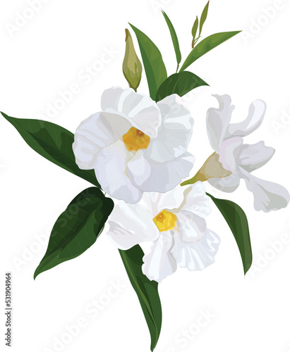 White Rose dipladenia vector illustration