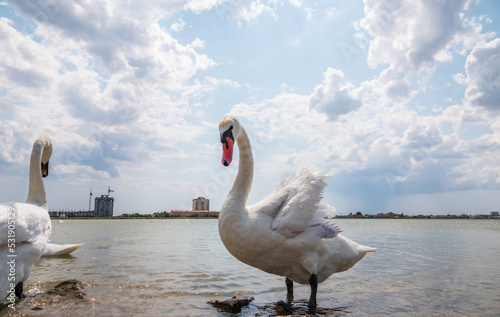 A large flock of graceful white swans swims in the lake.  swans in the wild