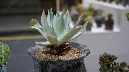 potted dudleya photo