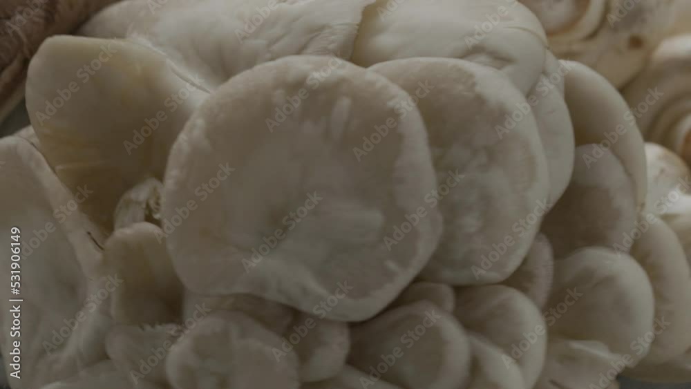 oyster mushrooms and mushrooms rotate in a circle
