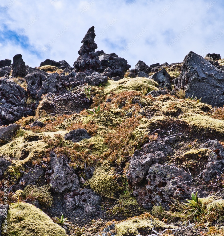Fairy land, Tongariro National Park, New Zealand Fairy land, Tongariro National Park, New Zealand