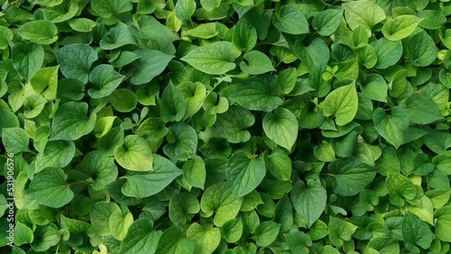 Chameleon. Houttuynia cordata.