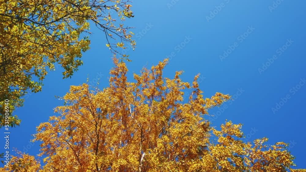 Golden leaves birch on blue sky background copy space, authentic autumn background outdoor, slow motion. Golden leaves birch on blue sky background copy space, authentic autumn background outdoor, slow motion.