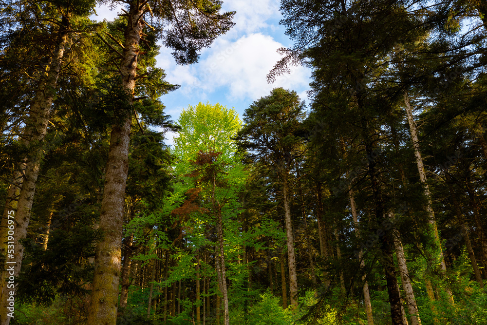 Fototapeta premium Forest background photo. Pine trees. Carbon net zero concept photo