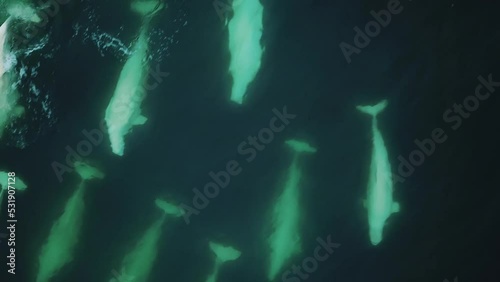Giant pod of beluga whale (white whale) swimming in Arctic ocean (Svalbard) - Drone Close Up Tracking.