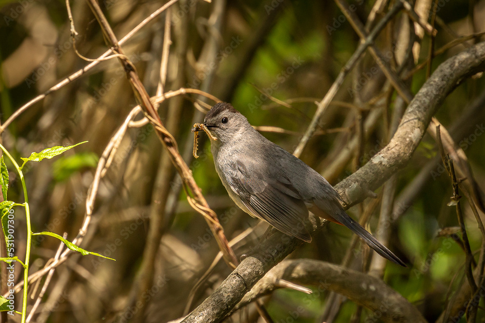 Gray Catbird with a worm for its young Gray Catbird with a worm for its young
