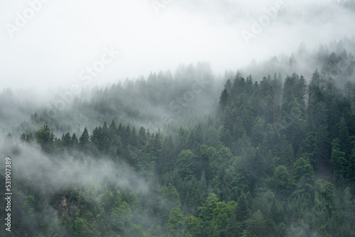 Tela Amazing mystical rising fog forest trees landscape in black forest ( Schwarzwald ) Germany panorama background  - Dark mood