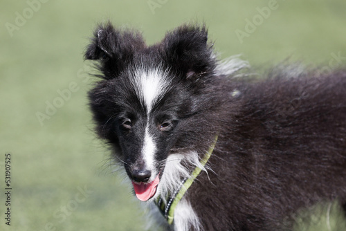 Stunning charming nice fluffy black whitebicolor shetland sheepdog puppy portrait, cute sheltie pup on a sunny day. Small, little collie dog, lassie portrait in summer time with green background © Lidia