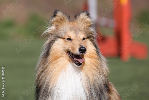 Stunning nice fluffy sable white shetland sheepdog puppy, sheltie outside portrait on a sunny autumn day. Small cute Scottish collie dog, lassie with funny ears portrait with green background