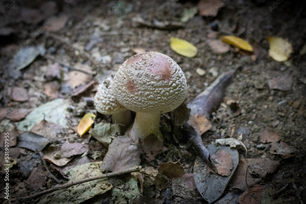 Shaggy parasol fungus on the forest floor Shaggy parasol fungus on the forest floor