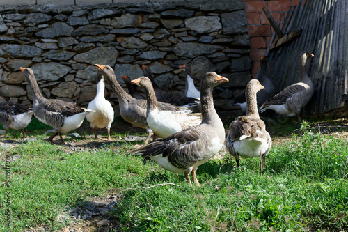Geese on the farm