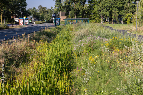 Ditch on Wageningen University Campus has completely dried up as a result of the heat wave in the summer of 2022. Still a lot of biodiversity of plants in and around the ditch photo