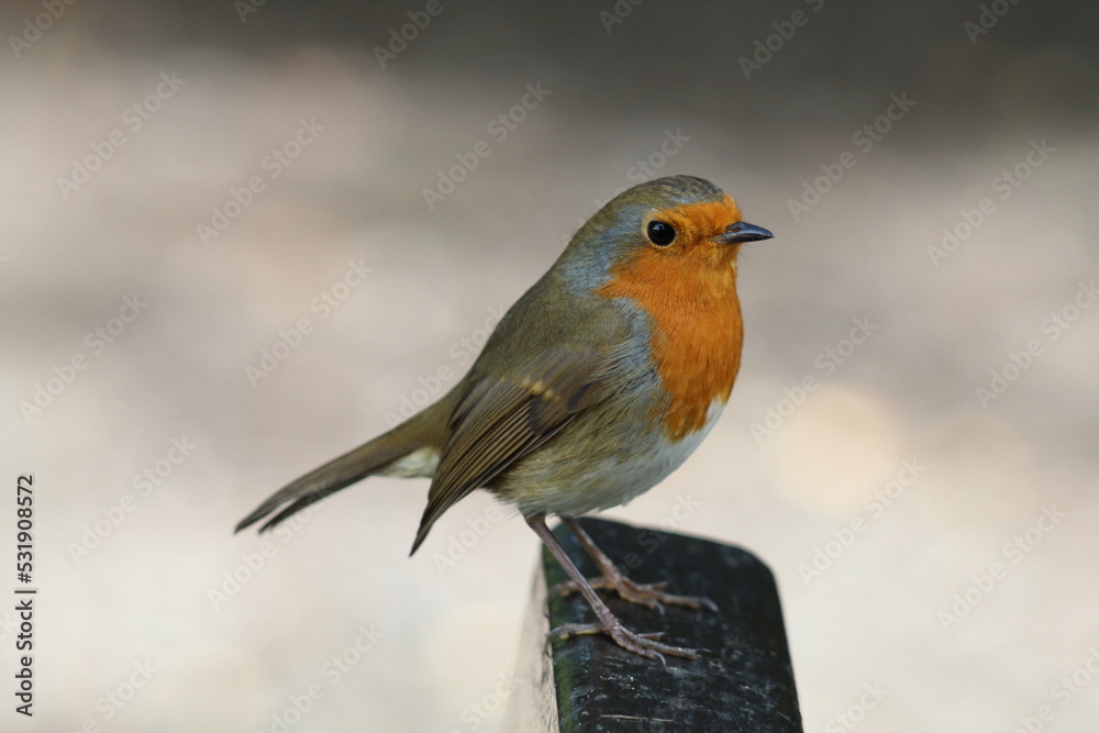 A Robin Redbreast sitting on a small branch of a tree. This photo has been taken in a forest in Preston, Lancashire. These birds are often associated with Christmas.