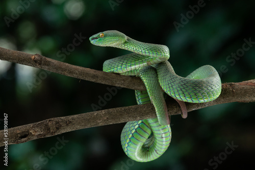 Close up shot of green white lipped pit viper Trimeresurus albolabris attacking position on a branch 