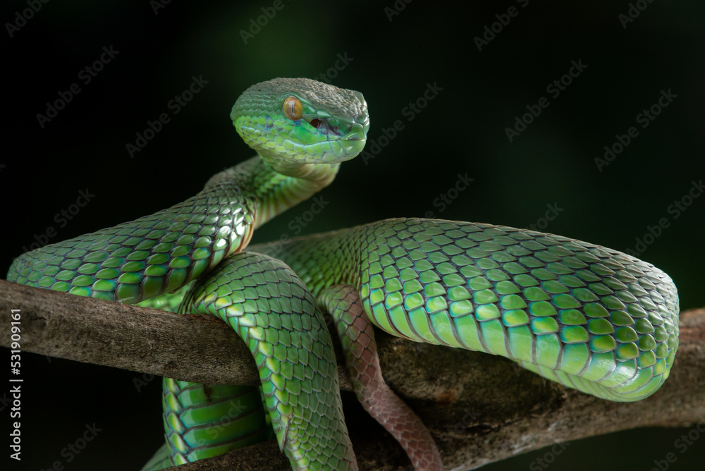 Fototapeta premium Close up shot of green white lipped pit viper Trimeresurus albolabris attacking position on a branch 