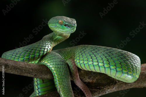 Close up shot of green white lipped pit viper Trimeresurus albolabris attacking position on a branch 