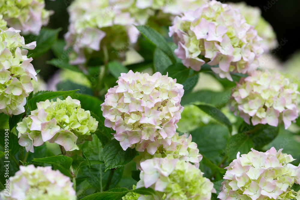 Closeup of green hydrangea (Hydrangea macrophylla) Closeup of green hydrangea (Hydrangea macrophylla)