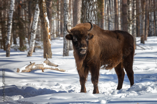 Adult male bison stands in the snow on a winter day