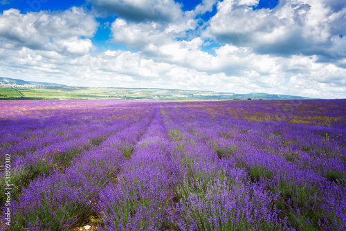 Big field of blooming lavender on a summer day under blue sky
