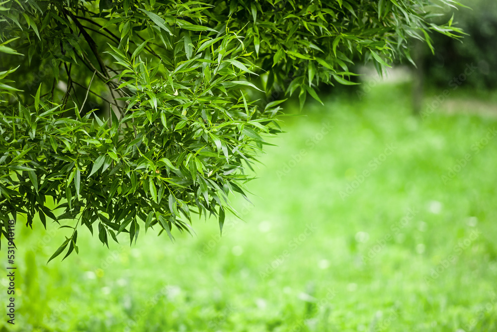 Summer green natural background - blurred background of the park Summer green natural background - blurred background of the park