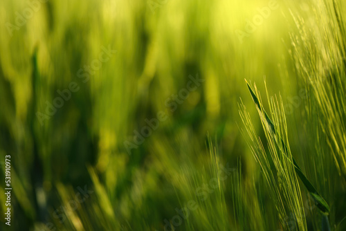 Green unripe cultivated barley  Hordeum Vulgare  field in countryside