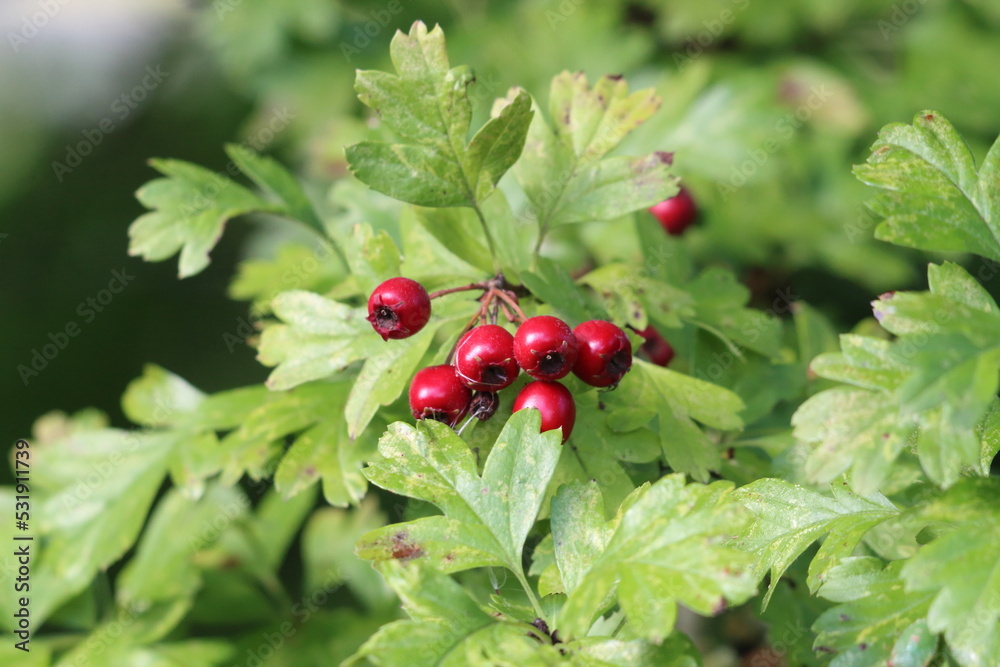 A closeup of red berries growing in the forest. These berries are often seen with holly leaves and associated with Christmas time.