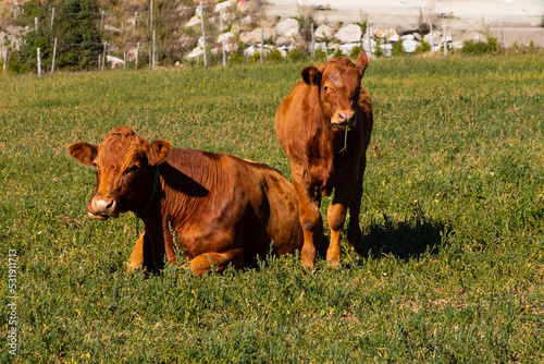 Red cow resting and her calf standing with grass hanging from its mouth in sunny field, Cacouna, Quebec, Canada