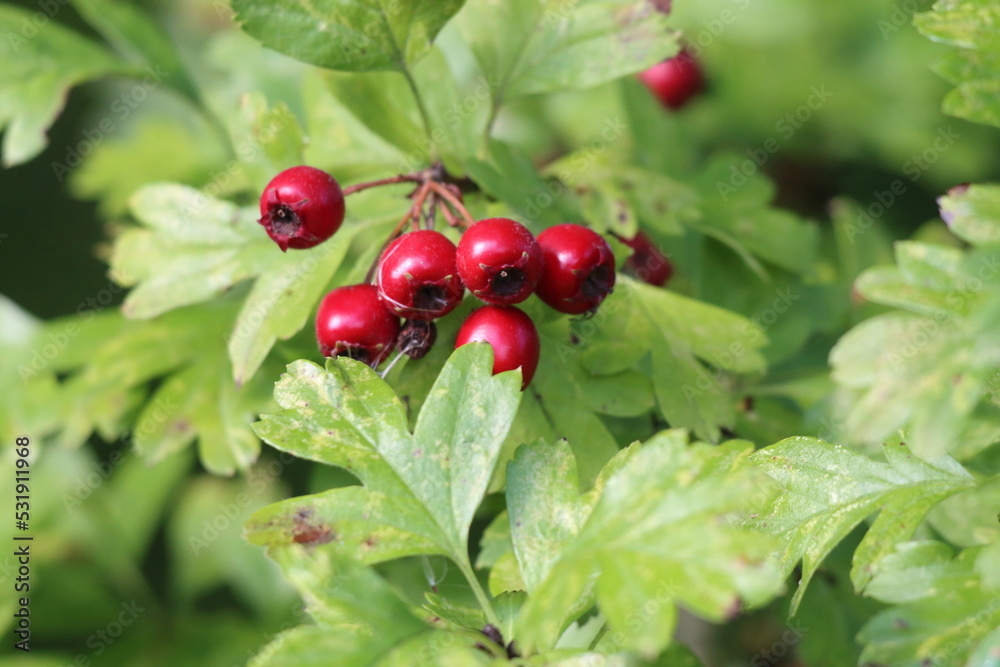 A closeup of red berries growing in the forest. These berries are often seen with holly leaves and associated with Christmas time. A closeup of red berries growing in the forest. These berries are often seen with holly leaves and associated with Christmas time.