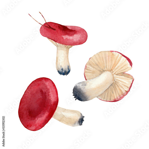Three red mushrooms. Watercolor hand-drawn art for greeting cards, invitations, vintage patterns and interior decoration. Artistic illustration on white background.
