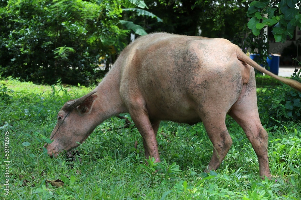 The albino buffalo is a rural animal with a unique genetic skin. with pinkish white skin, standing outdoors in Thailand The albino buffalo is a rural animal with a unique genetic skin. with pinkish white skin, standing outdoors in Thailand