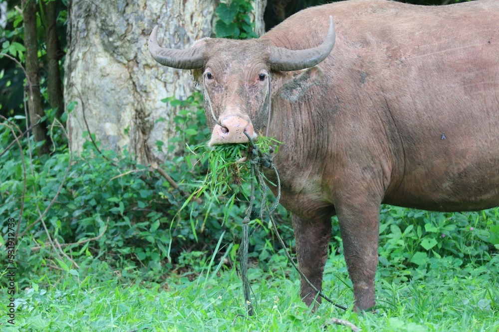 The albino buffalo is a rural animal with a unique genetic skin. with pinkish white skin, standing outdoors in Thailand The albino buffalo is a rural animal with a unique genetic skin. with pinkish white skin, standing outdoors in Thailand