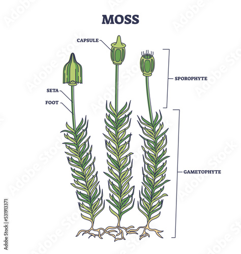 Moss biological anatomy with plant structure and parts outline diagram. Labeled educational scheme with sporophyte, gametophyte, seta, foot and capsule location vector illustration. Herbal clump model