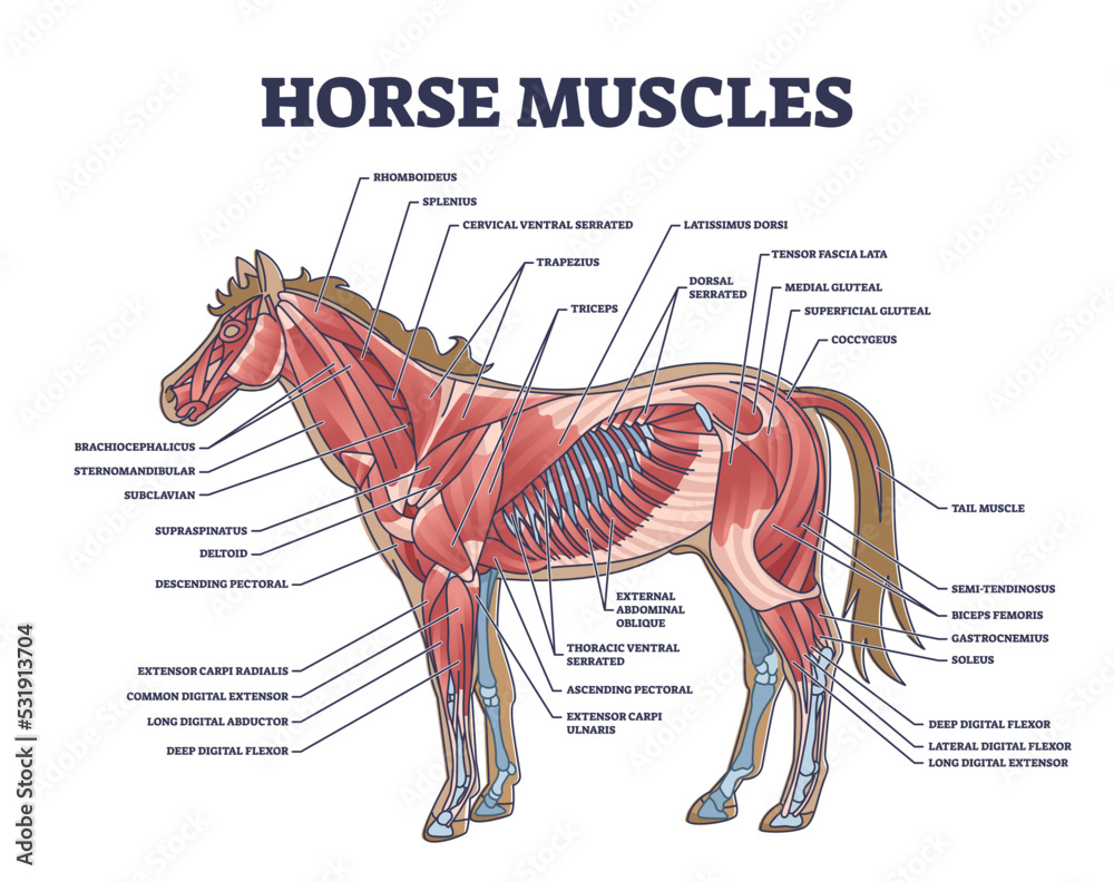 Horse muscles structure with detailed isolated muscular system anatomy