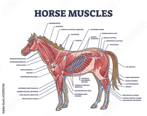Obraz na plátně Horse muscles structure with detailed isolated muscular system anatomy outline diagram