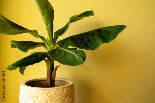 Banana Musa plant in pot. Exotic plant at home. Closeup
