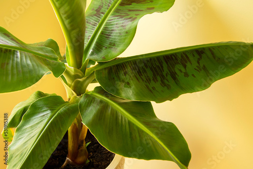 Exotic  Banana Musa plant in pot. Closeup photo