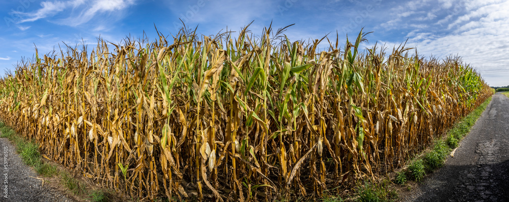 corn cobs withered due to drought