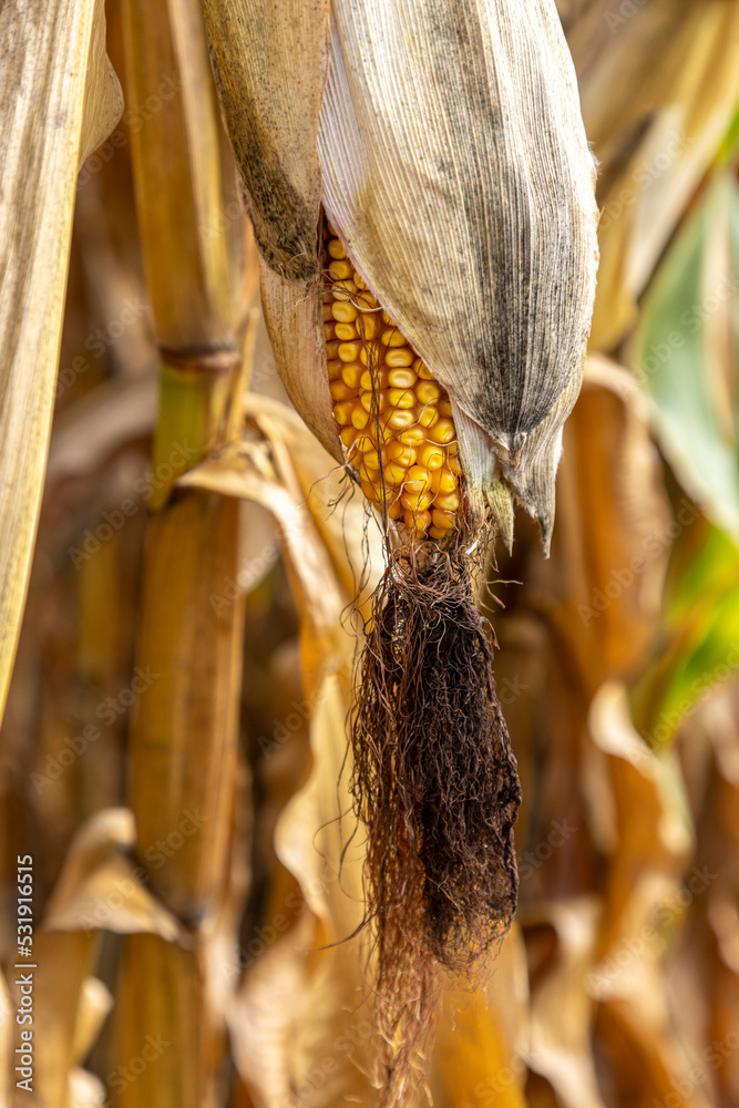 corn cobs withered due to drought