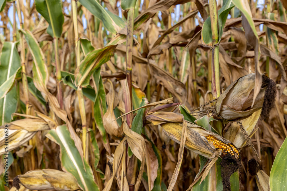 corn cobs withered due to drought