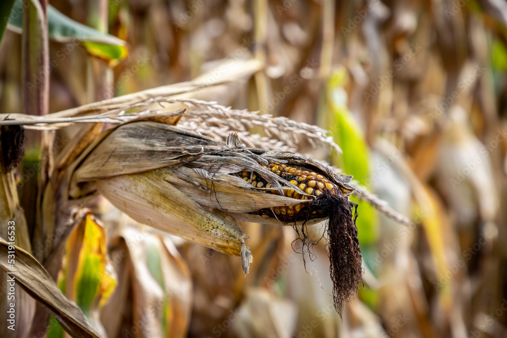 corn cobs withered due to drought