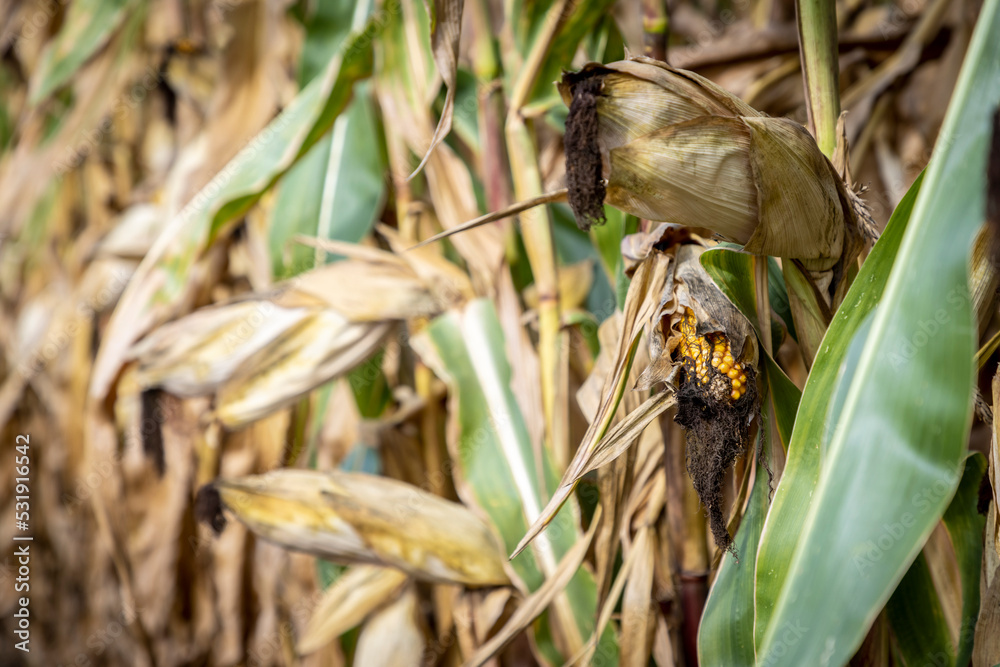 corn cobs withered due to drought