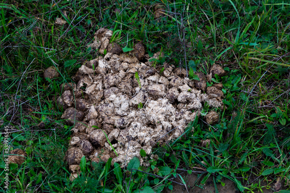Horeses excrements in a field in Ukraine Horeses excrements in a field in Ukraine